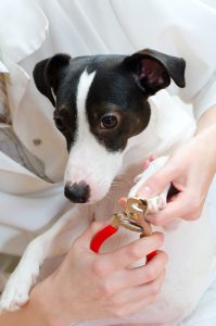 Close up view of jack russell terrier manicure