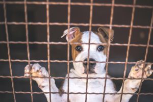 Sad Young puppy in shelter waiting for new owner