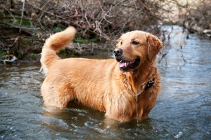 A happy, smiling golden retriever wading in a small stream with a wagging tail.