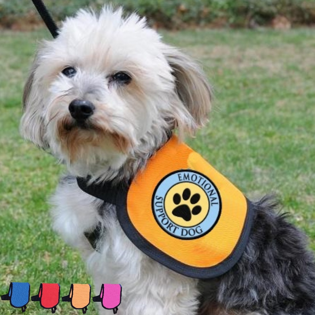 En liten hvit fluffy hund på en gressplen iført en knalloransje vest med et 'EMOTIONAL SUPPORT DOG'-merke med et potetrykk-logo. Vesten har svart kant og ser ut til å være festet til et bånd. Nederst på bildet er det små fargede illustrasjoner av samme vest i forskjellige farger.
