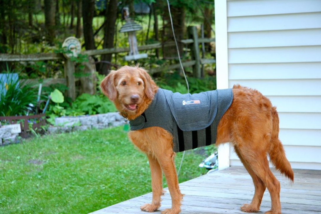 En golden retriever hund som står på et tredekk ved siden av et hus, iført en grå vest med svarte stropper. Hunden er et godt eksempel på hvordan synlighet kan økes med riktig utstyr.